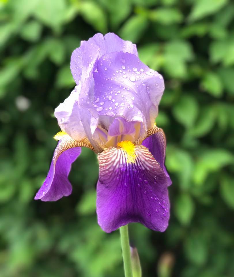 Susan D'Alessandro - Iris