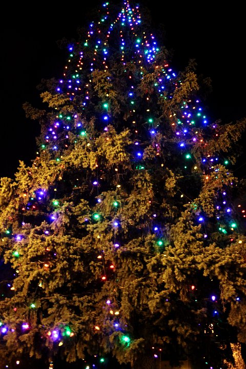 Joyful Traditions 2014